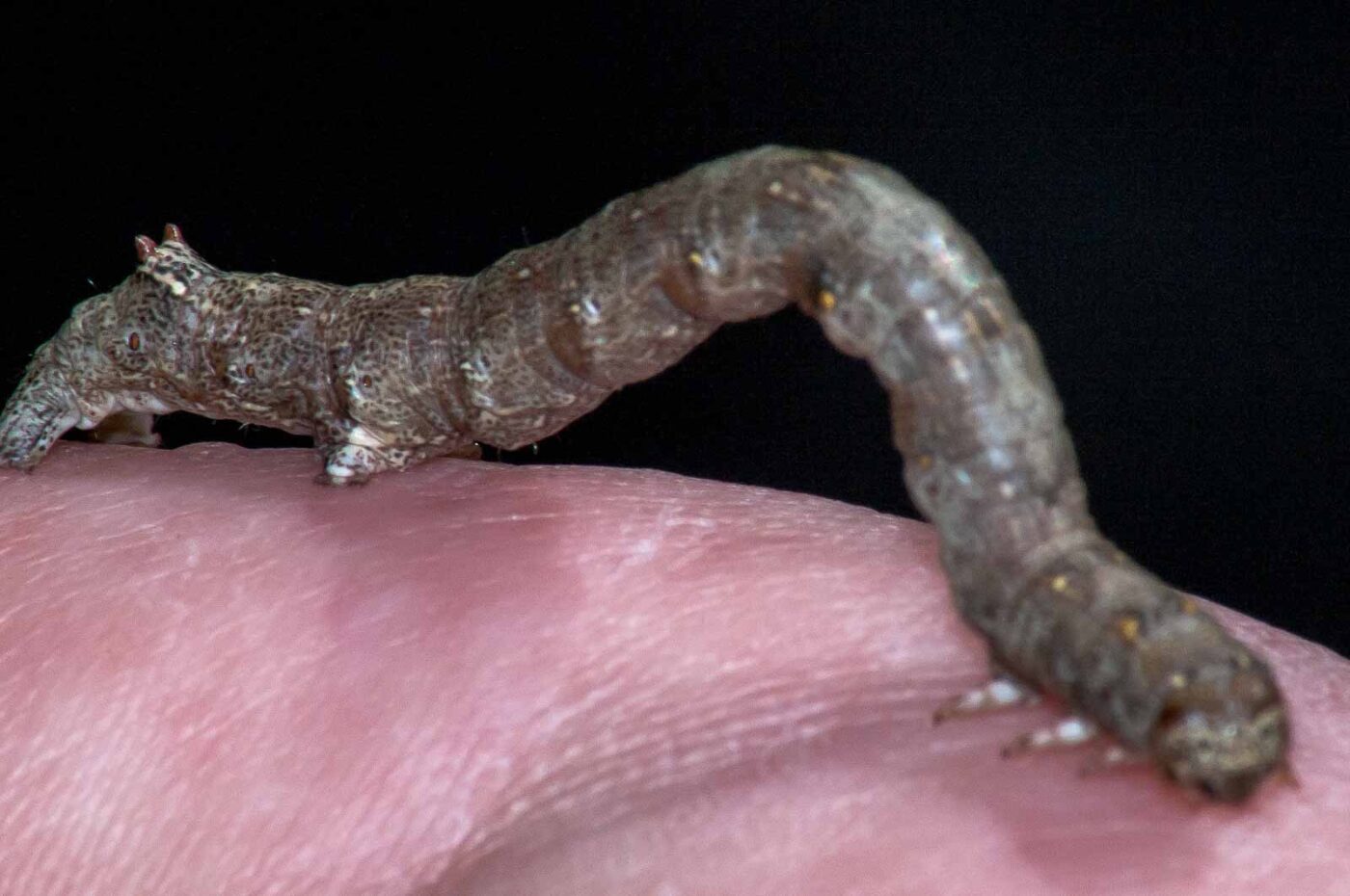 2018-05-04 - NSG Oberes Oelbachtal Bochum