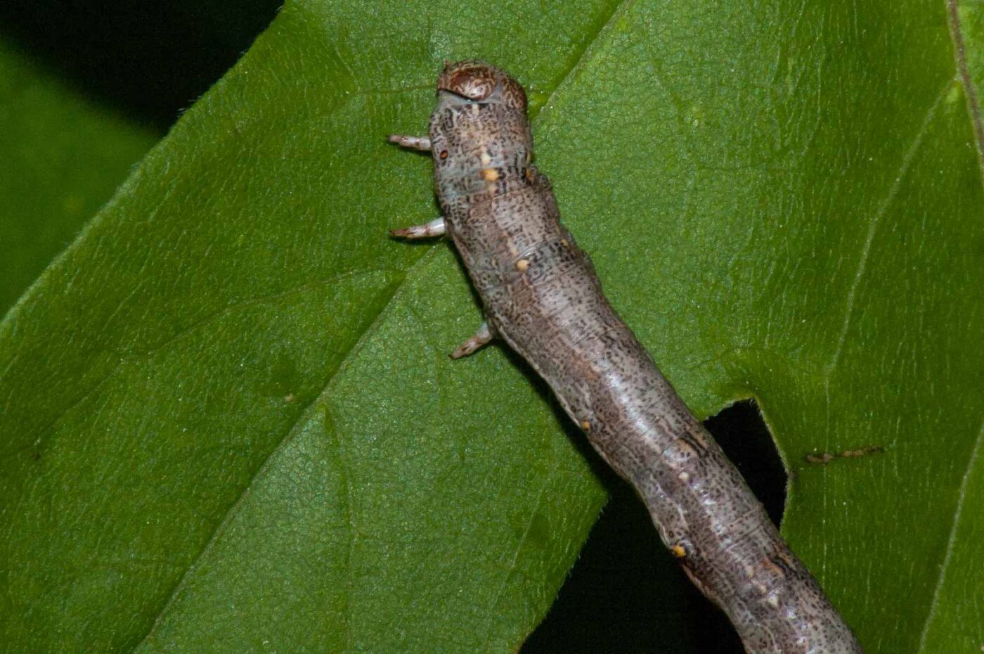 2018-05-04 - NSG Oberes Oelbachtal Bochum