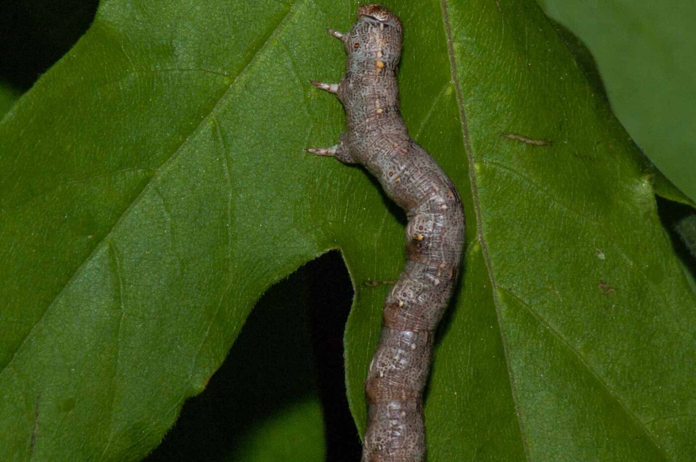 2018-05-04 - NSG Oberes Oelbachtal Bochum