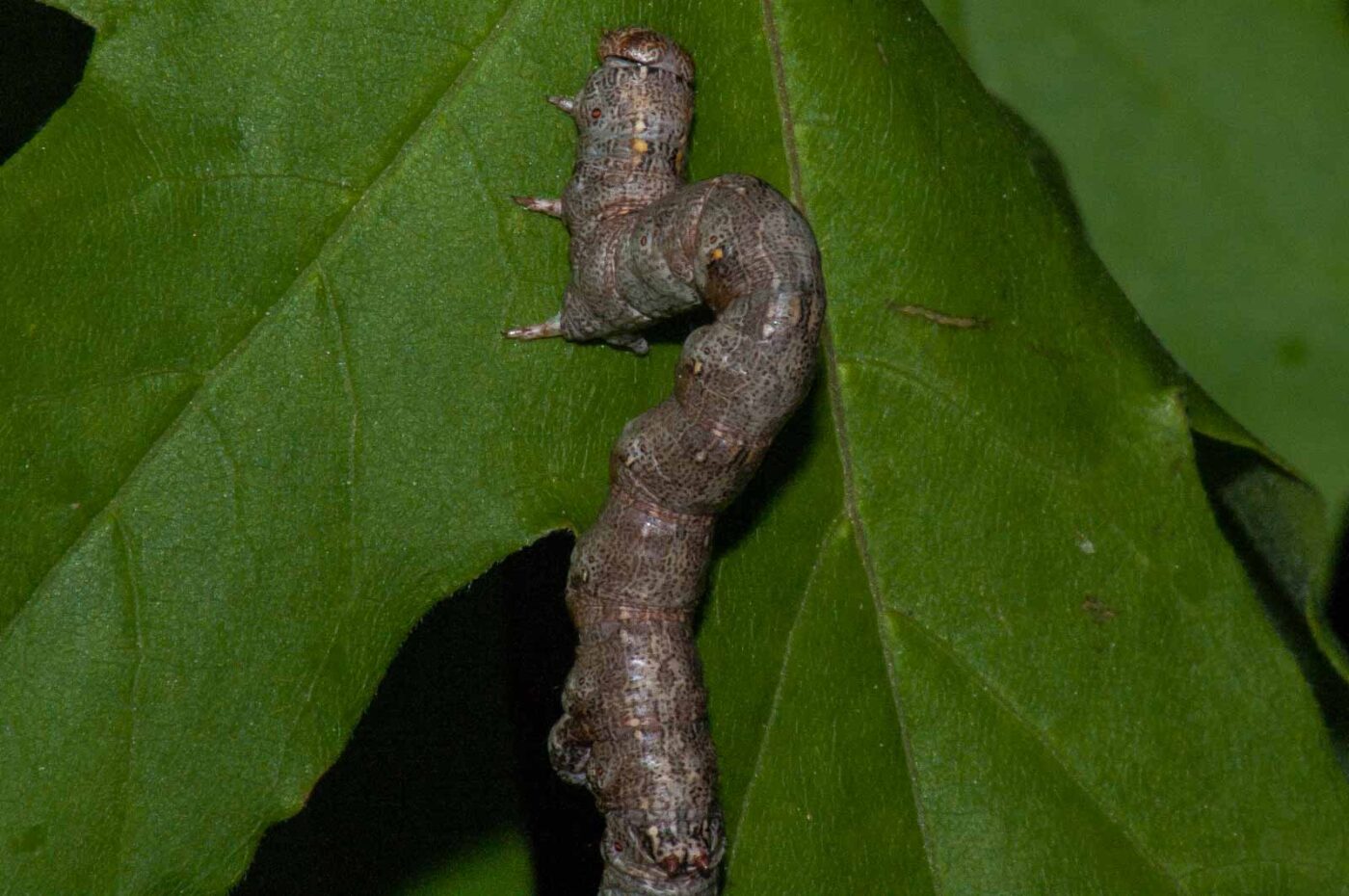 2018-05-04 - NSG Oberes Oelbachtal Bochum