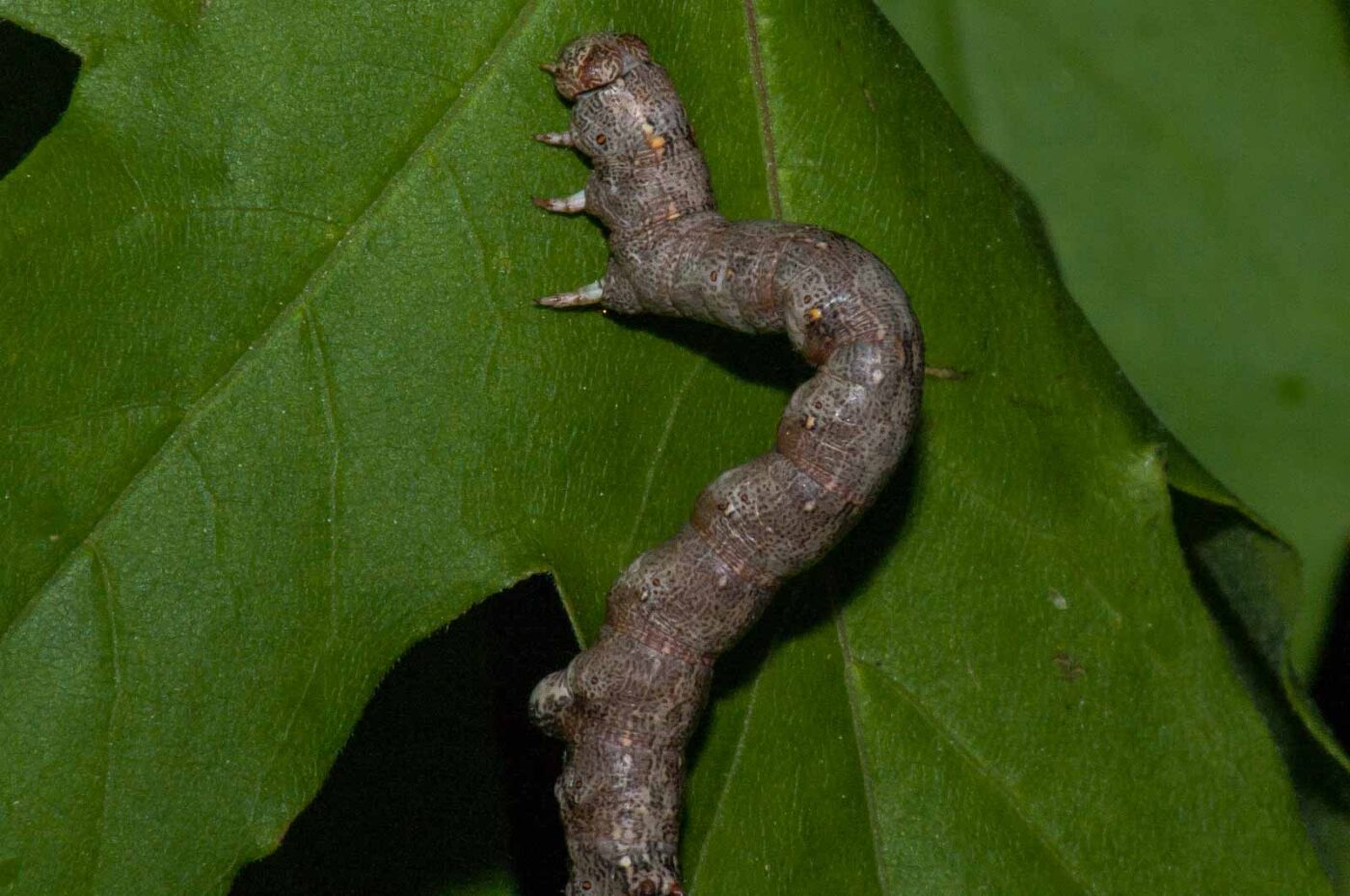 2018-05-04 - NSG Oberes Oelbachtal Bochum