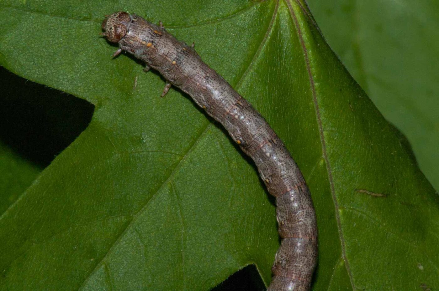 2018-05-04 - NSG Oberes Oelbachtal Bochum