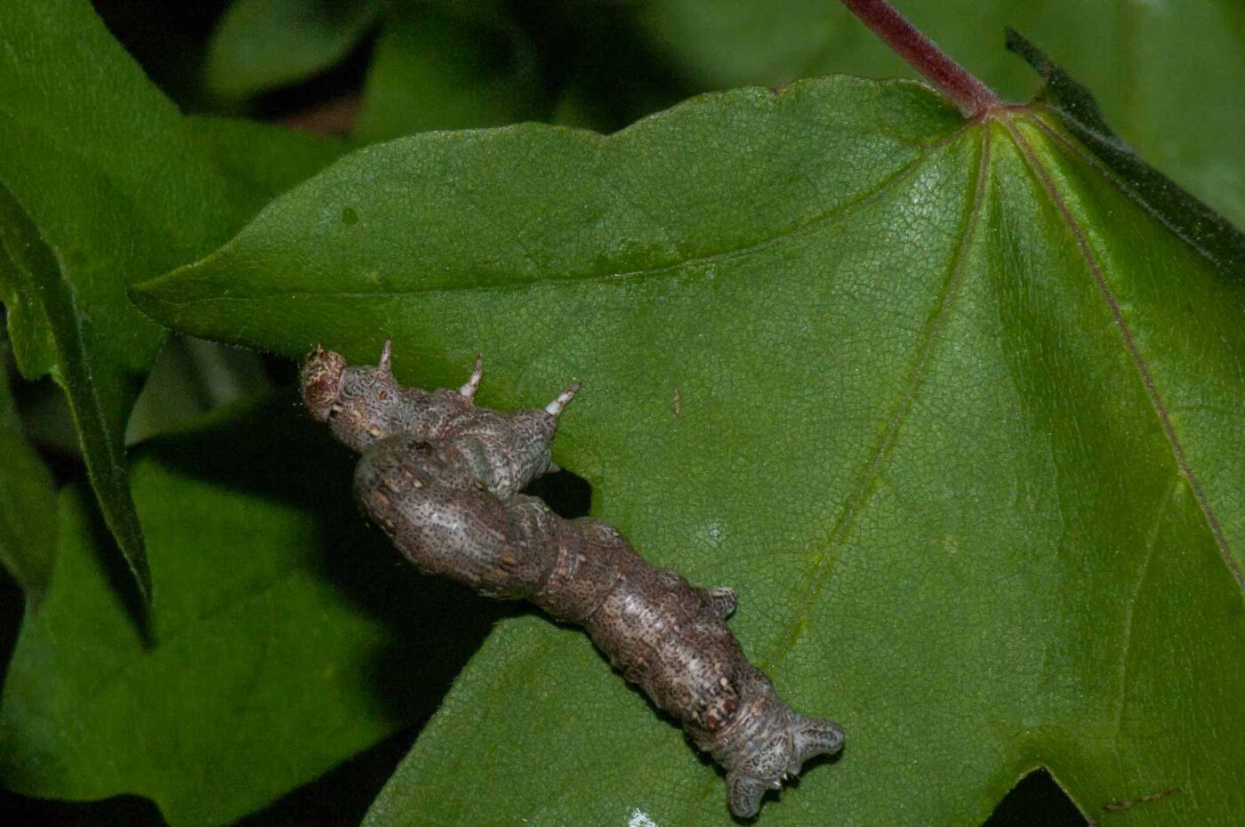 2018-05-04 - NSG Oberes Oelbachtal Bochum