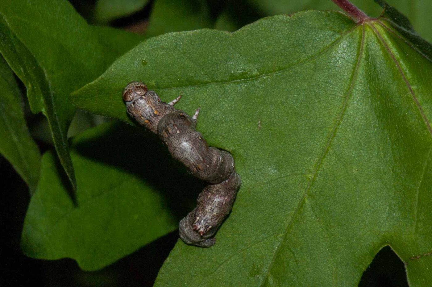 2018-05-04 - NSG Oberes Oelbachtal Bochum