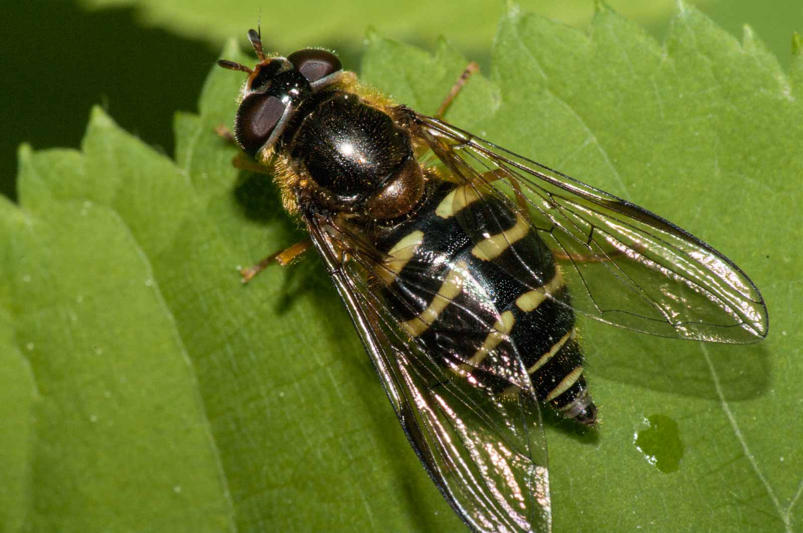 °breitband-waldschwebfliege°
