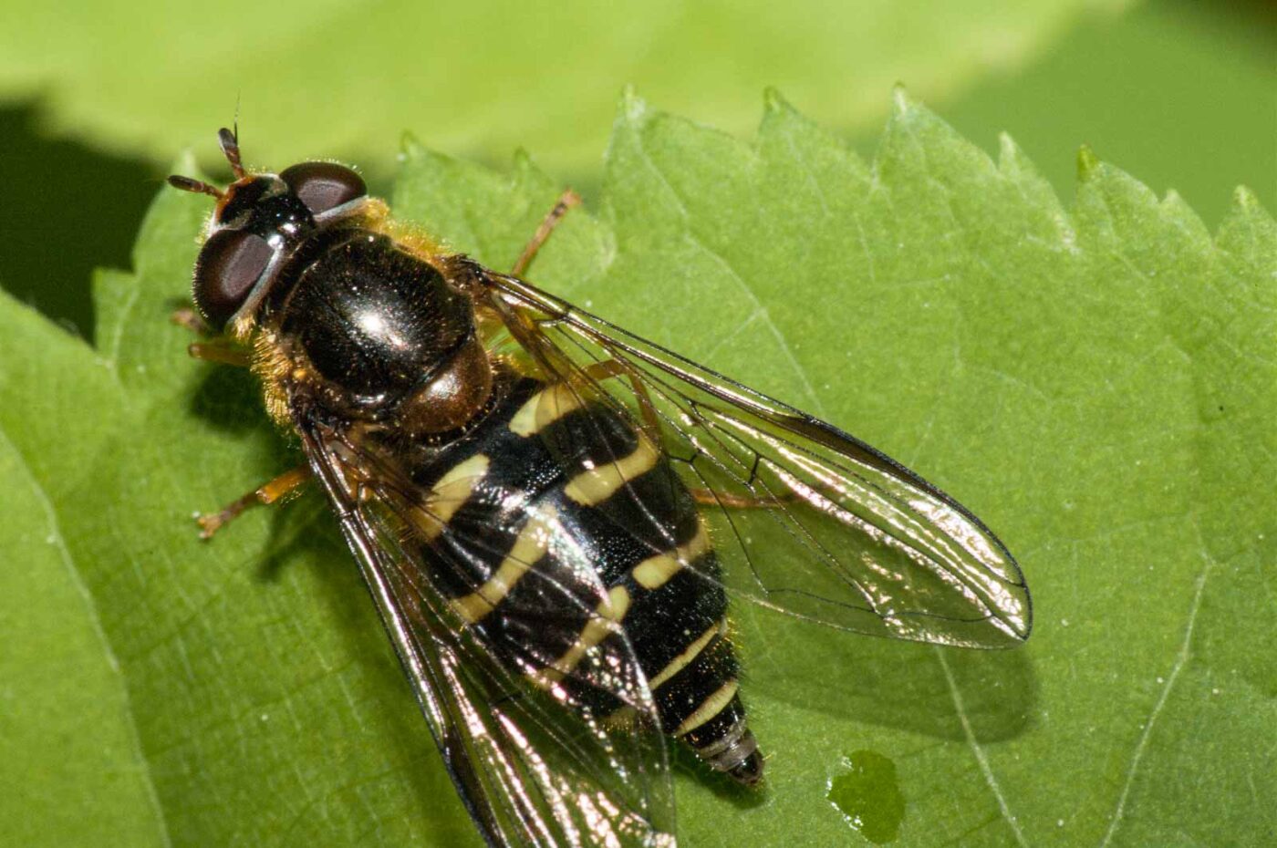 2018-05-04 - NSG Oberes Oelbachtal Bochum