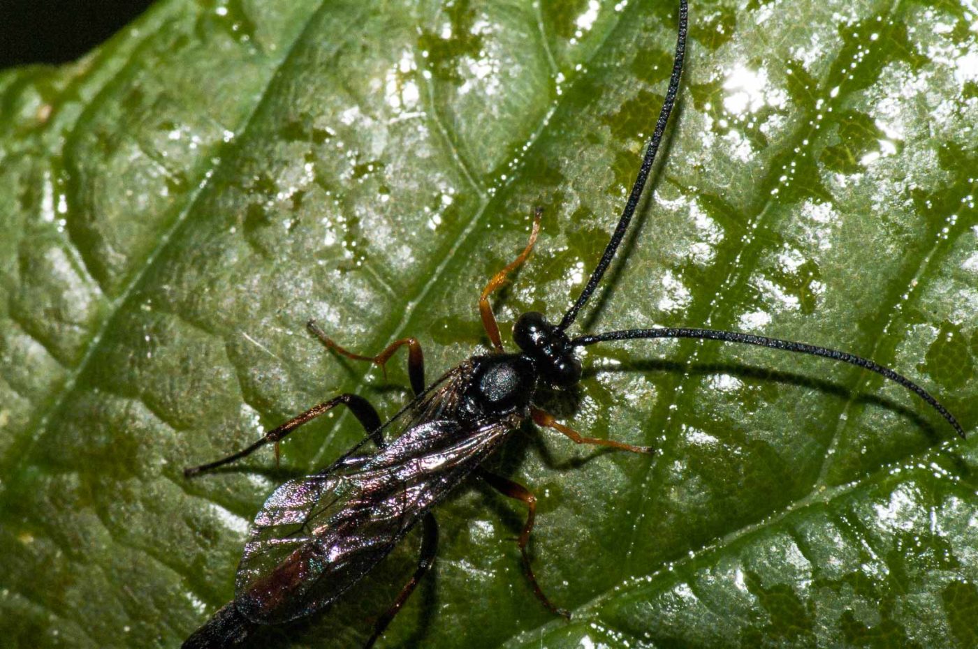 2018-05-04 - NSG Oberes Oelbachtal Bochum