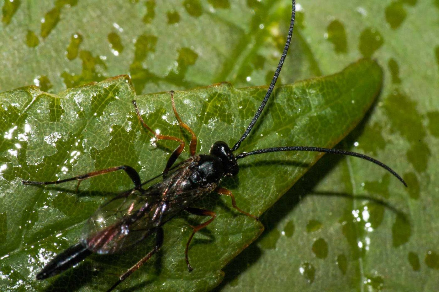 2018-05-04 - NSG Oberes Oelbachtal Bochum