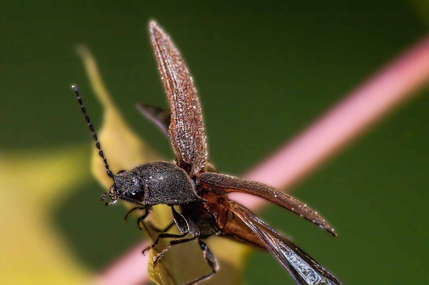 2018-05-04 - NSG Oberes Oelbachtal Bochum