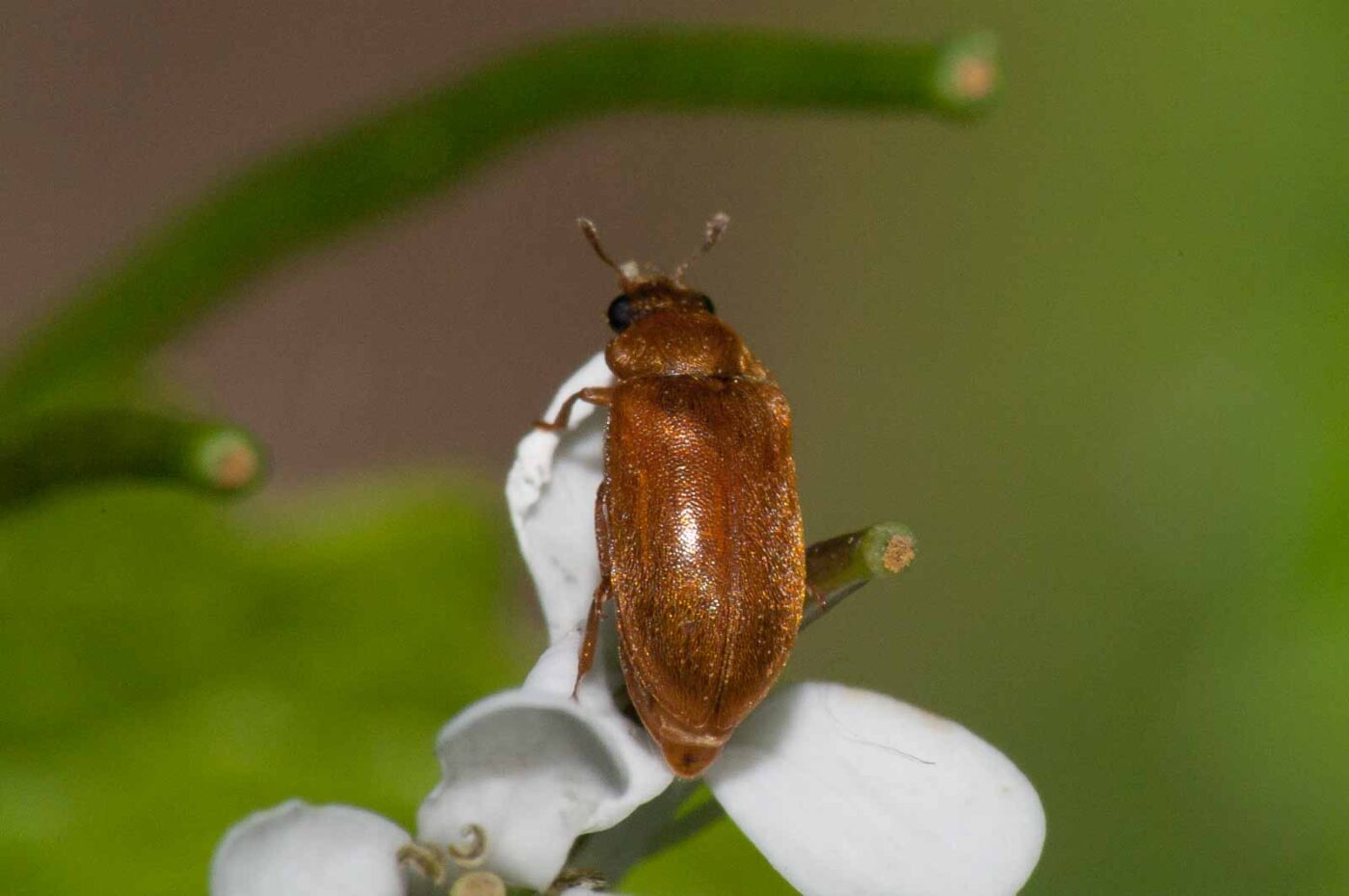 2018-05-04 - NSG Oberes Oelbachtal Bochum