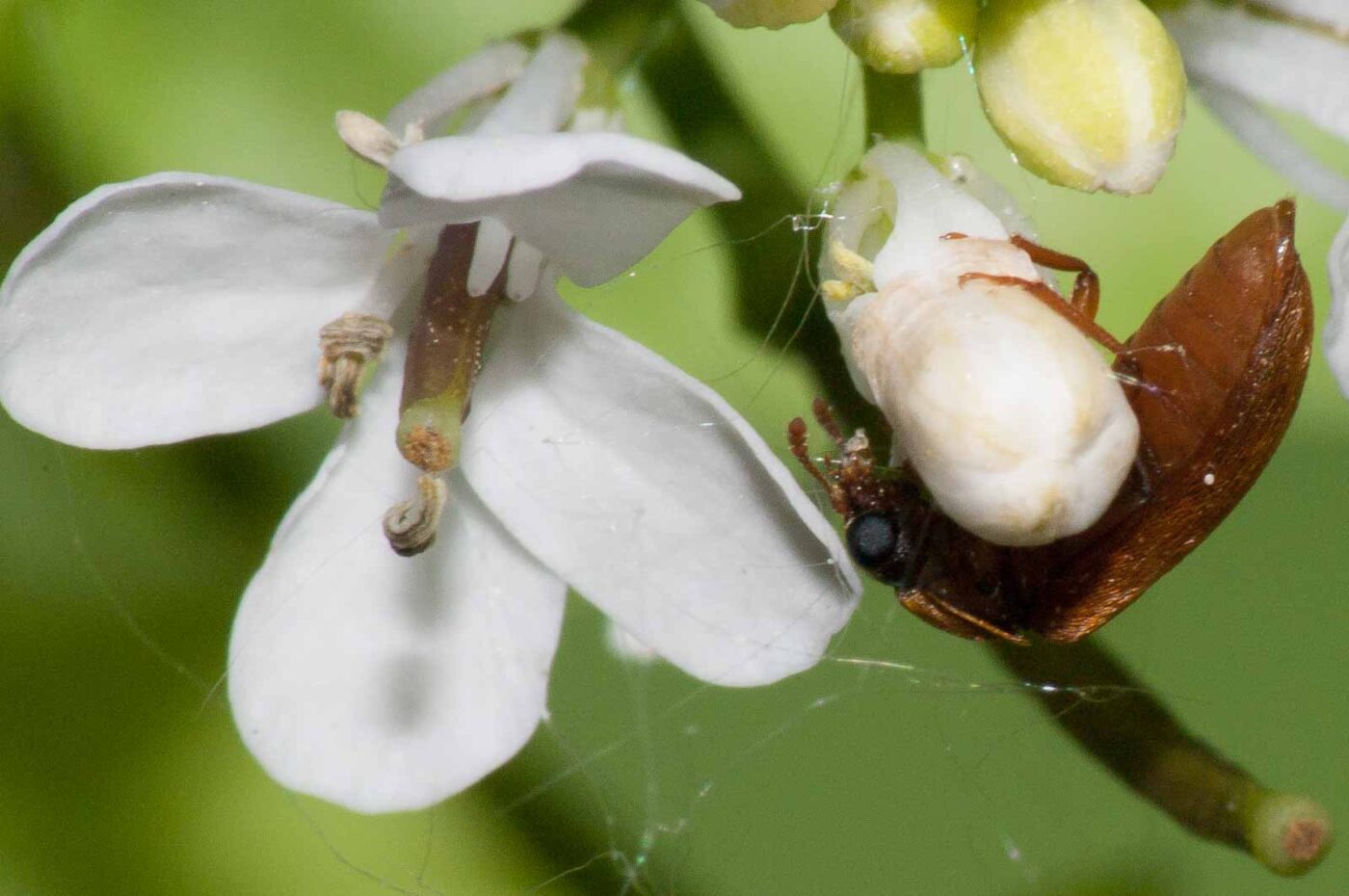 2018-05-04 - NSG Oberes Oelbachtal Bochum