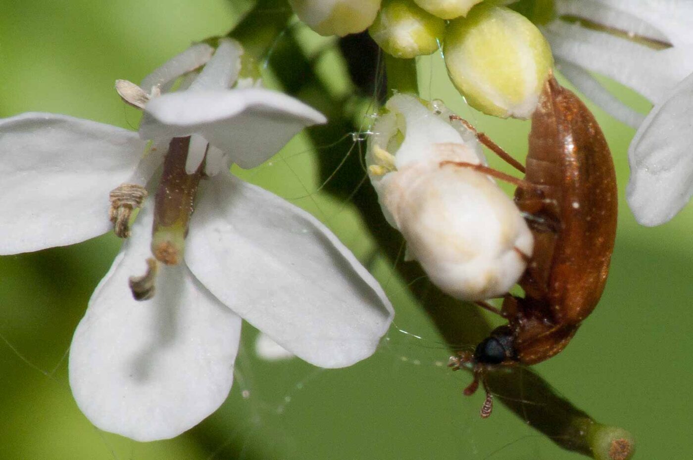 2018-05-04 - NSG Oberes Oelbachtal Bochum