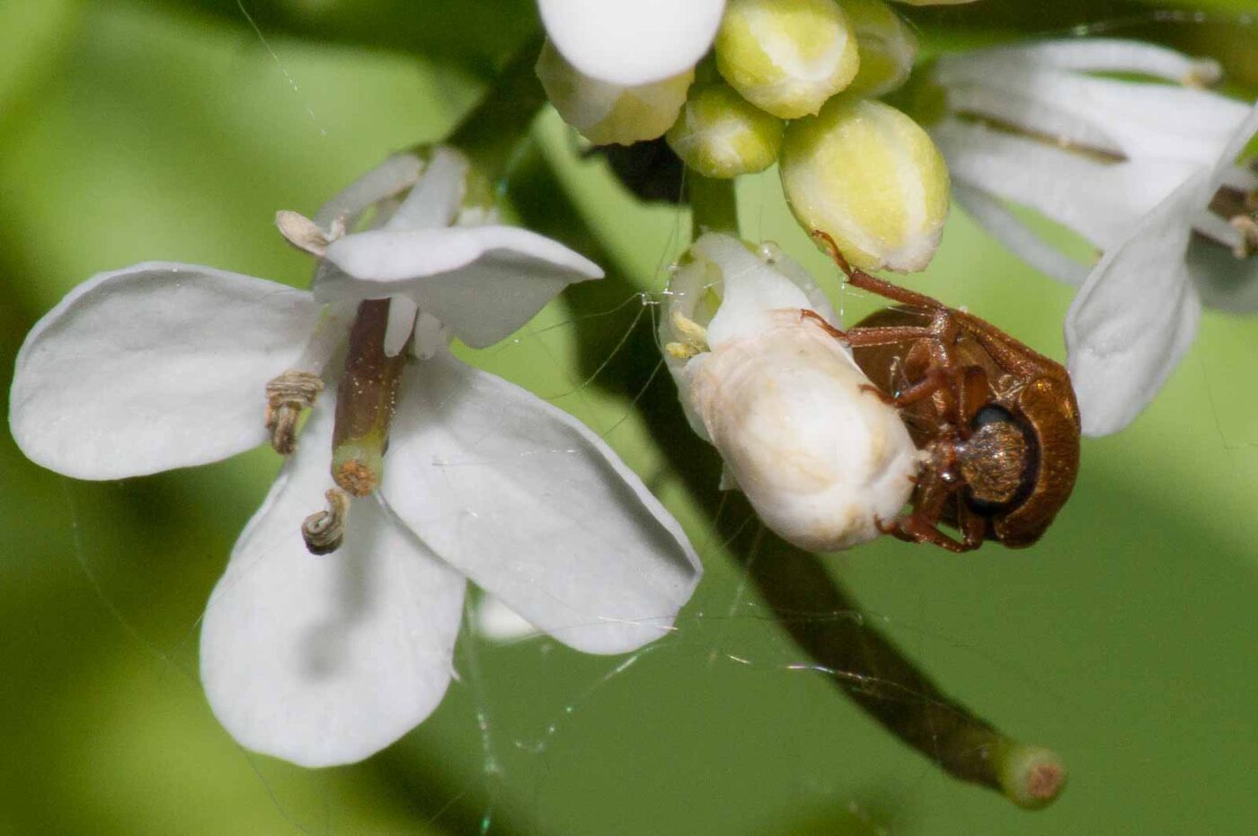 2018-05-04 - NSG Oberes Oelbachtal Bochum