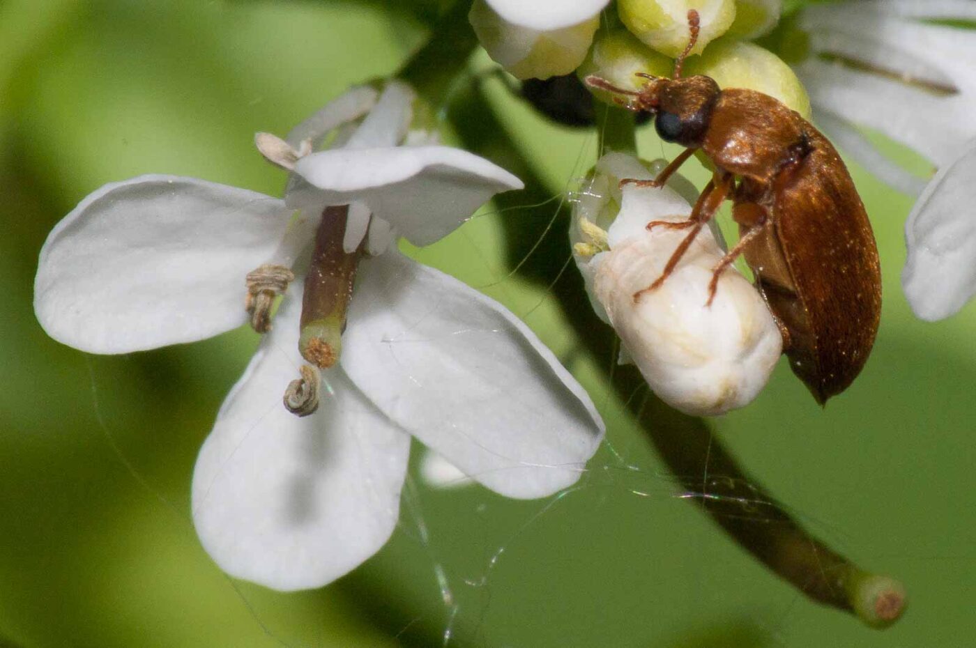 2018-05-04 - NSG Oberes Oelbachtal Bochum