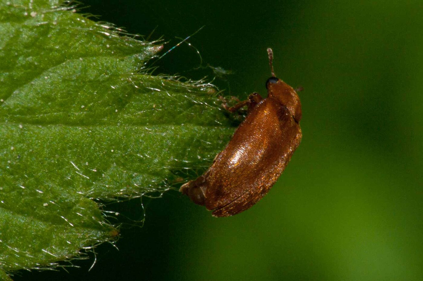 2018-05-04 - NSG Oberes Oelbachtal Bochum