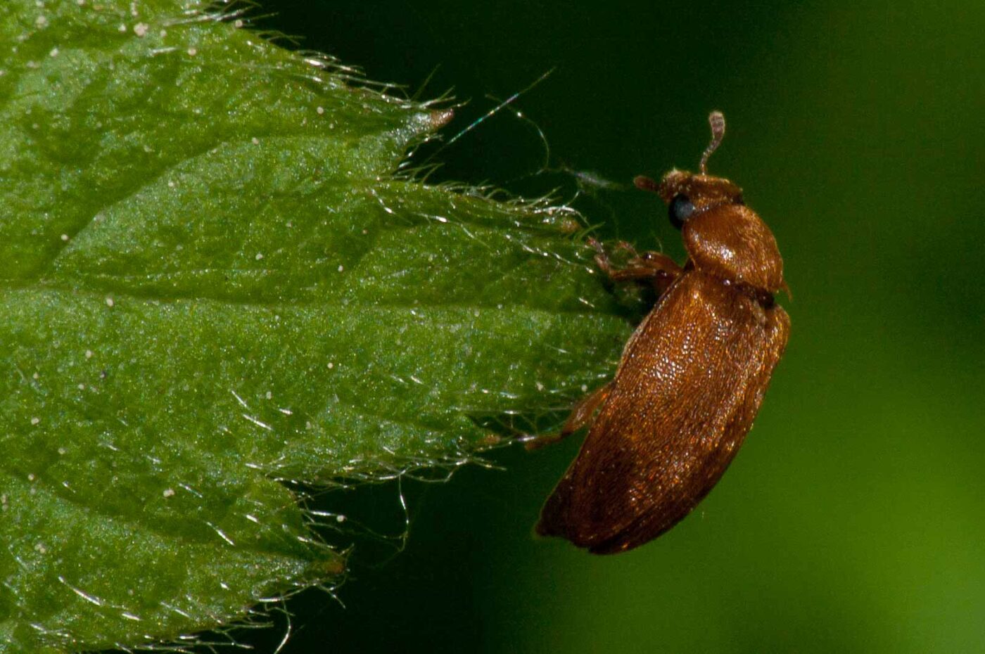 2018-05-04 - NSG Oberes Oelbachtal Bochum