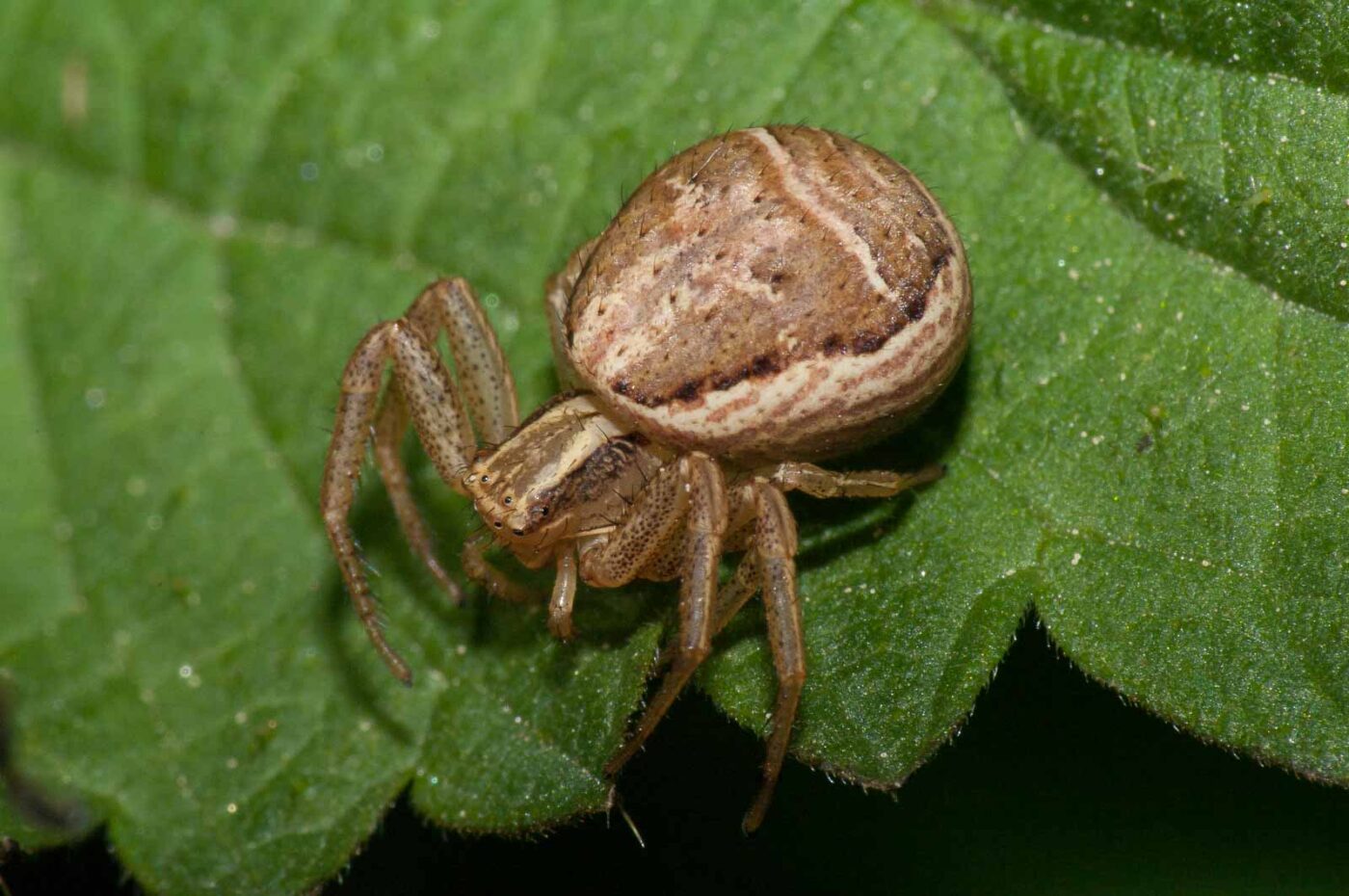 2018-05-04 - NSG Oberes Oelbachtal Bochum