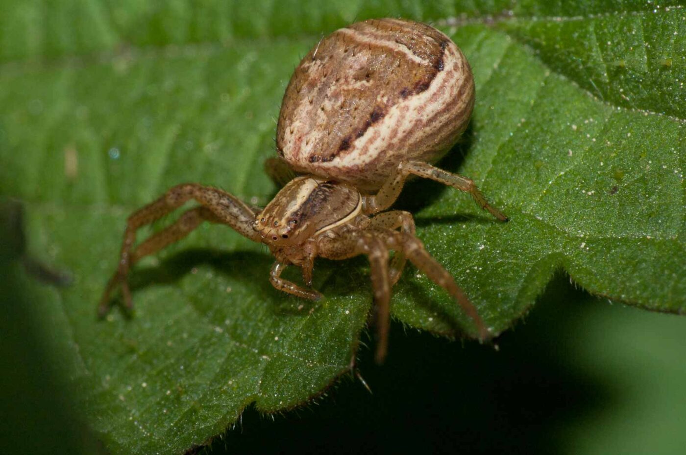 2018-05-04 - NSG Oberes Oelbachtal Bochum