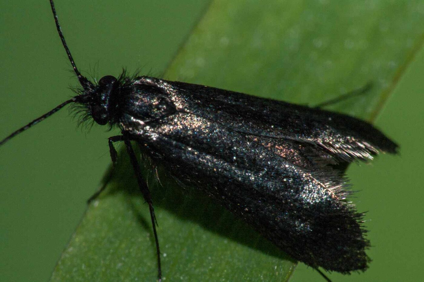 2018-05-04 - NSG Oberes Oelbachtal Bochum