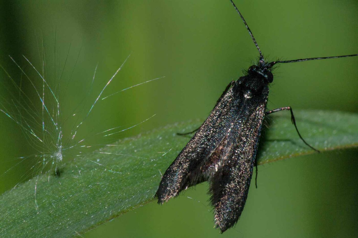 2018-05-04 - NSG Oberes Oelbachtal Bochum