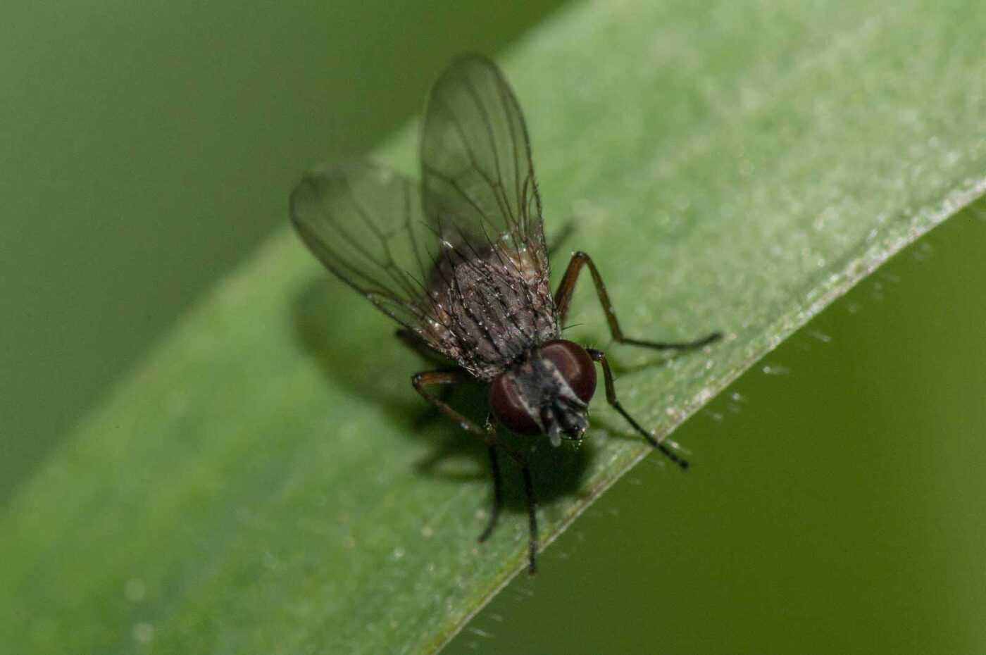 2018-05-04 - NSG Oberes Oelbachtal Bochum