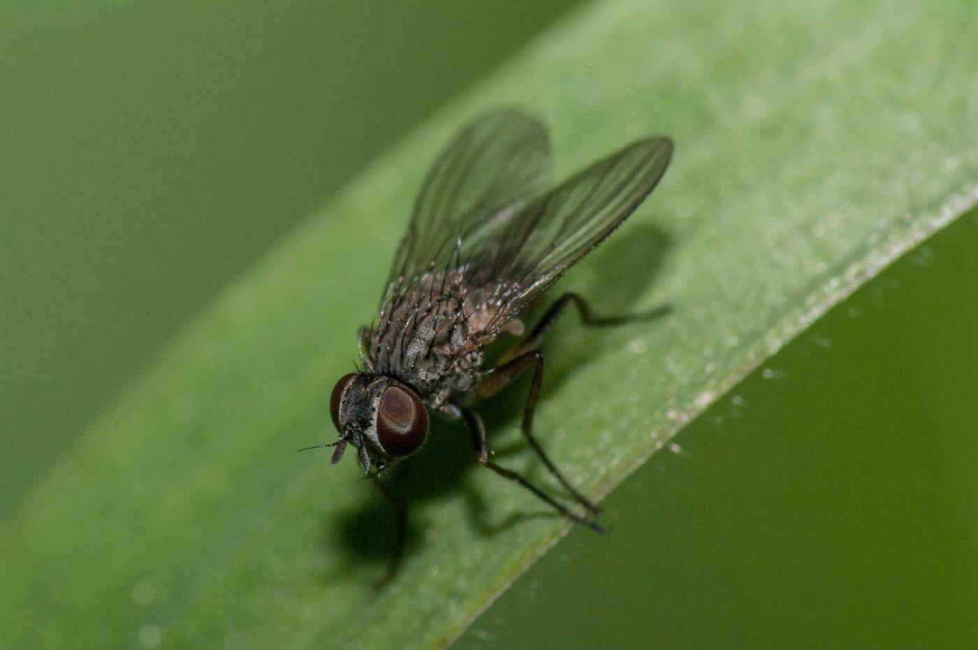 2018-05-04 - NSG Oberes Oelbachtal Bochum