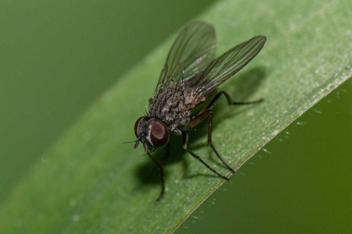 2018-05-04 - NSG Oberes Oelbachtal Bochum