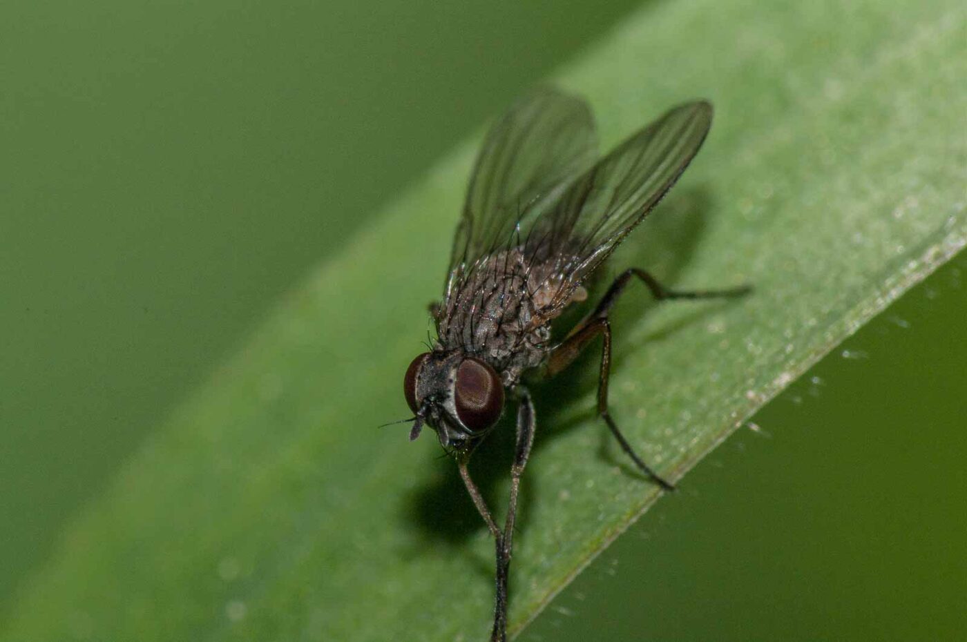 2018-05-04 - NSG Oberes Oelbachtal Bochum