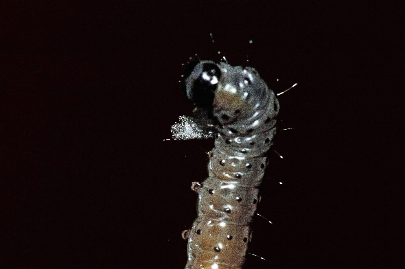 2018-05-04 - NSG Oberes Oelbachtal Bochum