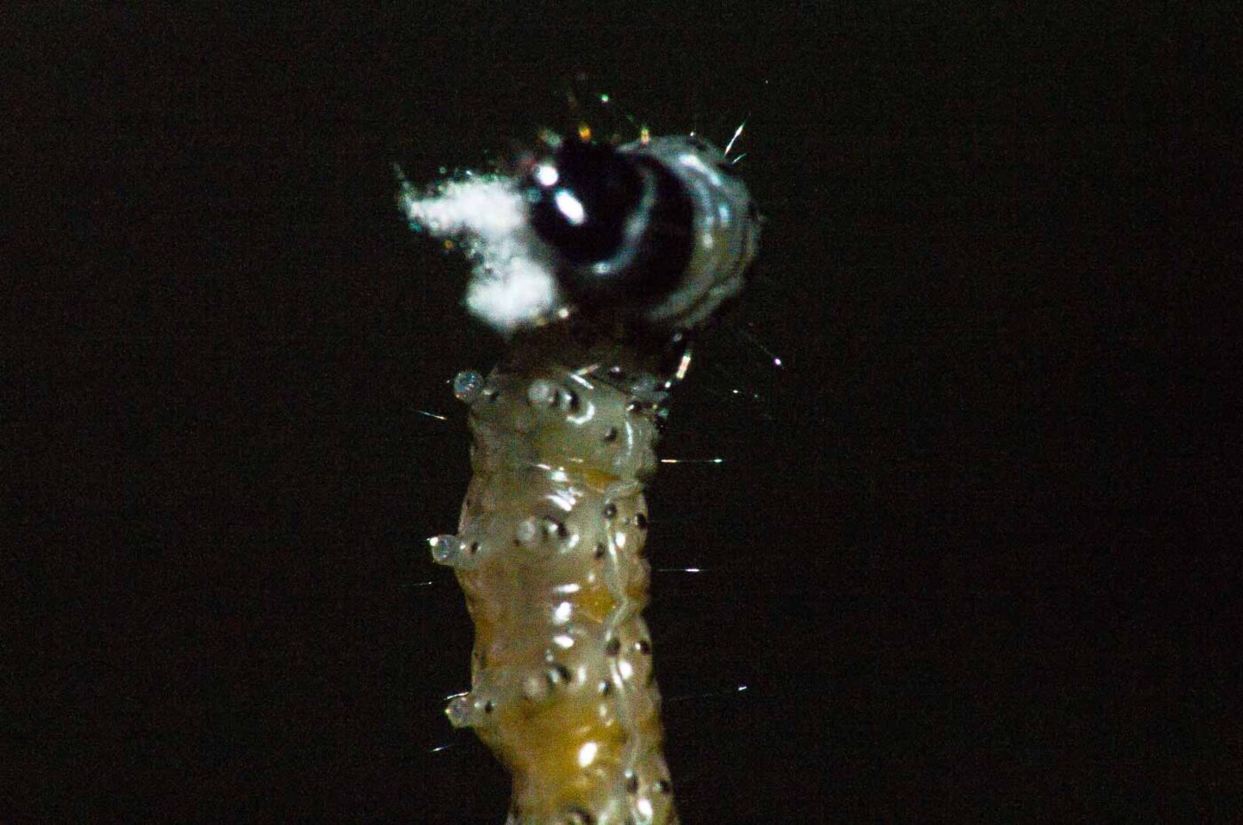 2018-05-04 - NSG Oberes Oelbachtal Bochum