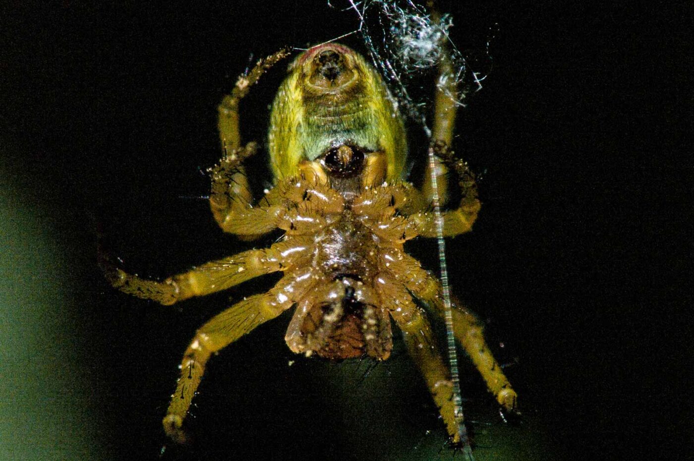 2018-05-04 - NSG Oberes Oelbachtal Bochum