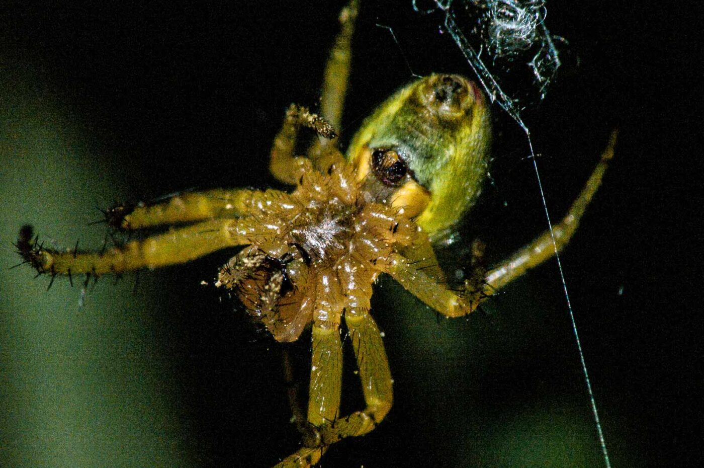 2018-05-04 - NSG Oberes Oelbachtal Bochum