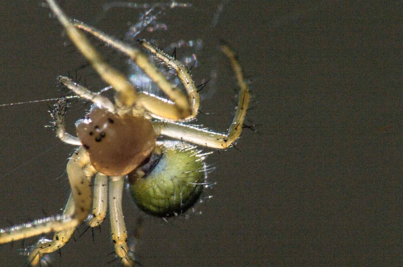 2018-05-04 - NSG Oberes Oelbachtal Bochum