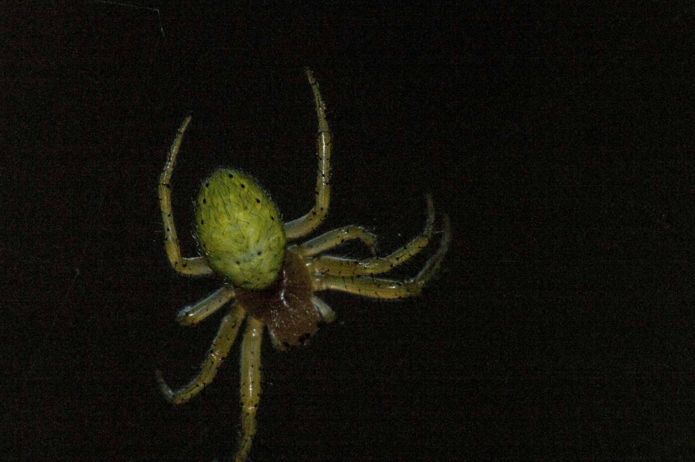 2018-05-04 - NSG Oberes Oelbachtal Bochum