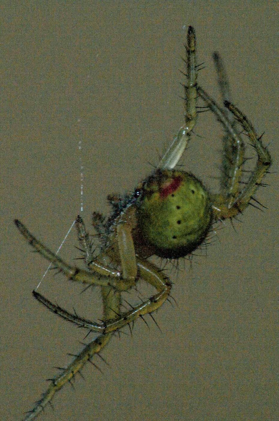 2018-05-04 - NSG Oberes Oelbachtal Bochum