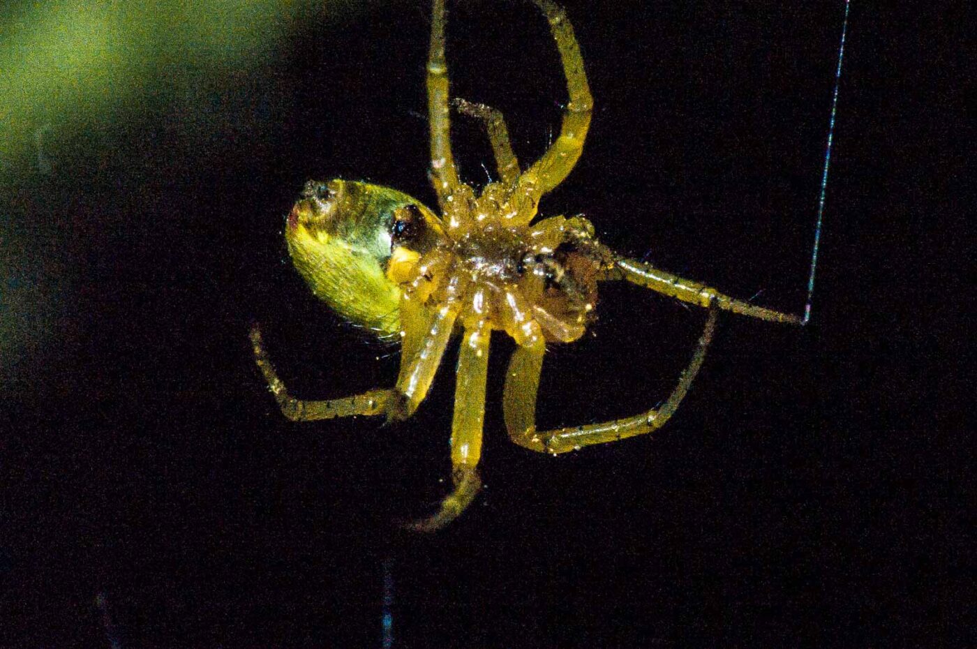 2018-05-04 - NSG Oberes Oelbachtal Bochum