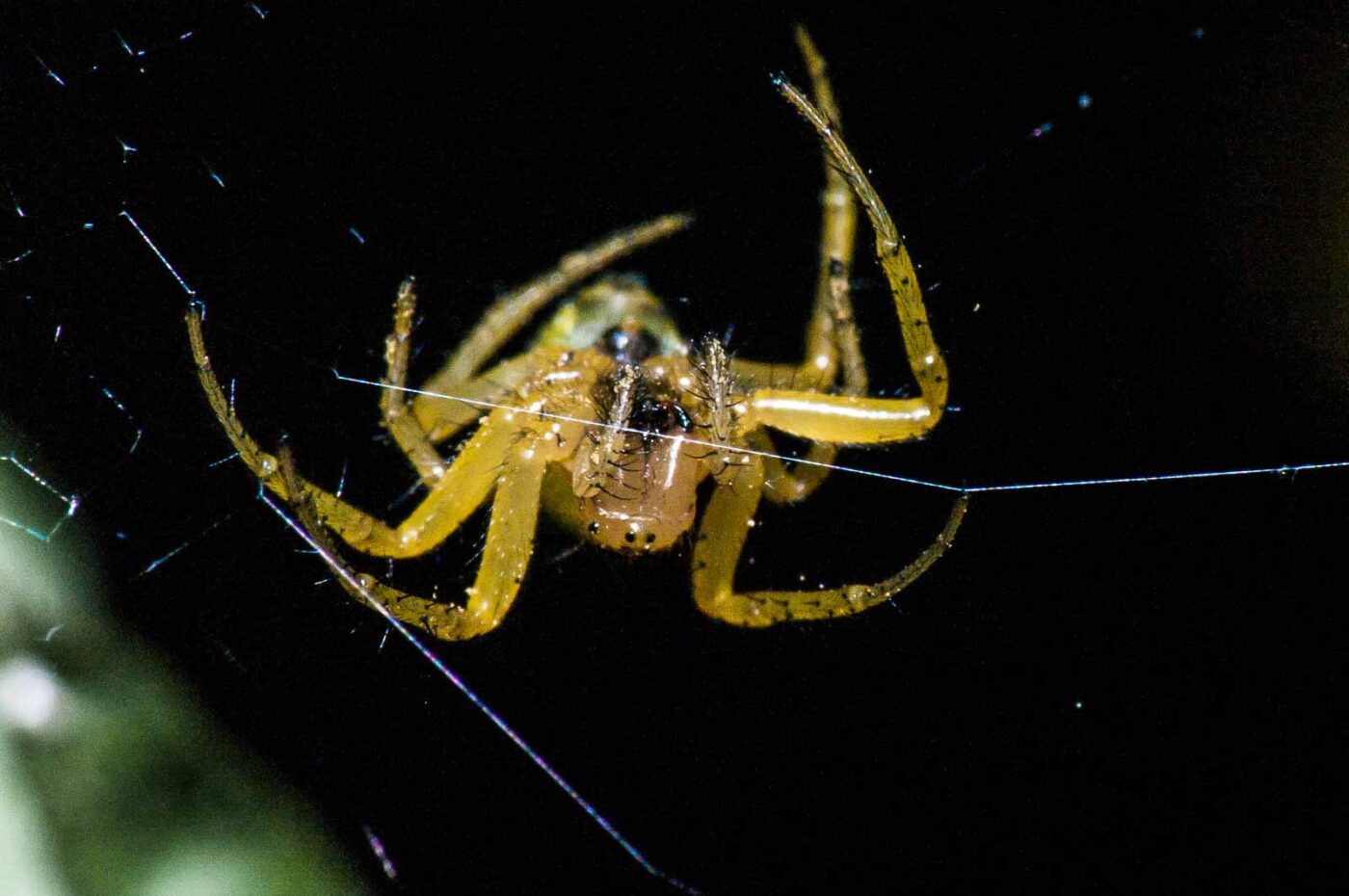 2018-05-04 - NSG Oberes Oelbachtal Bochum