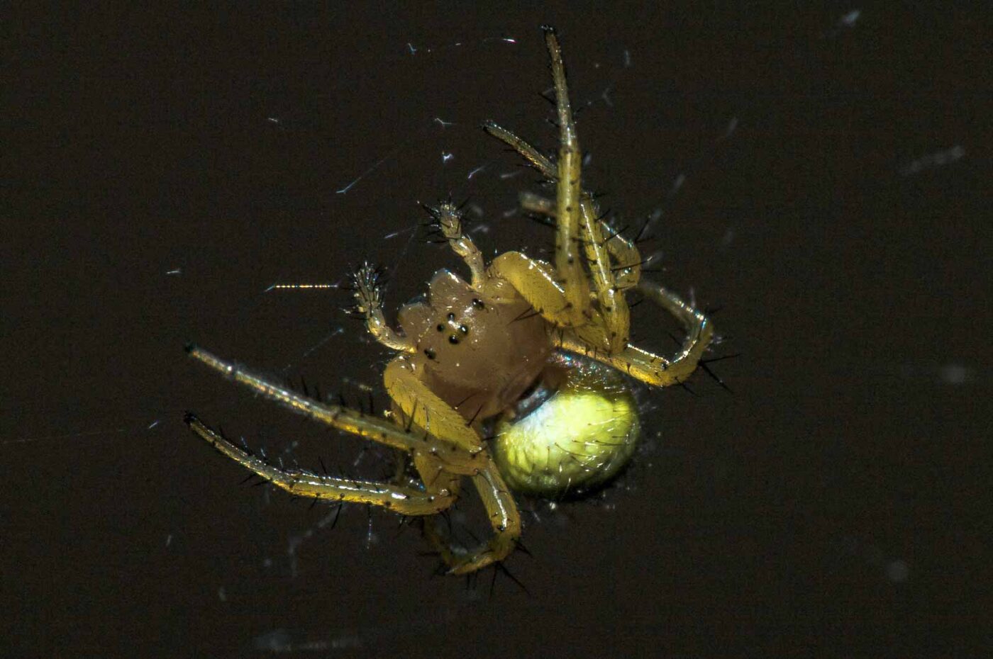 2018-05-04 - NSG Oberes Oelbachtal Bochum