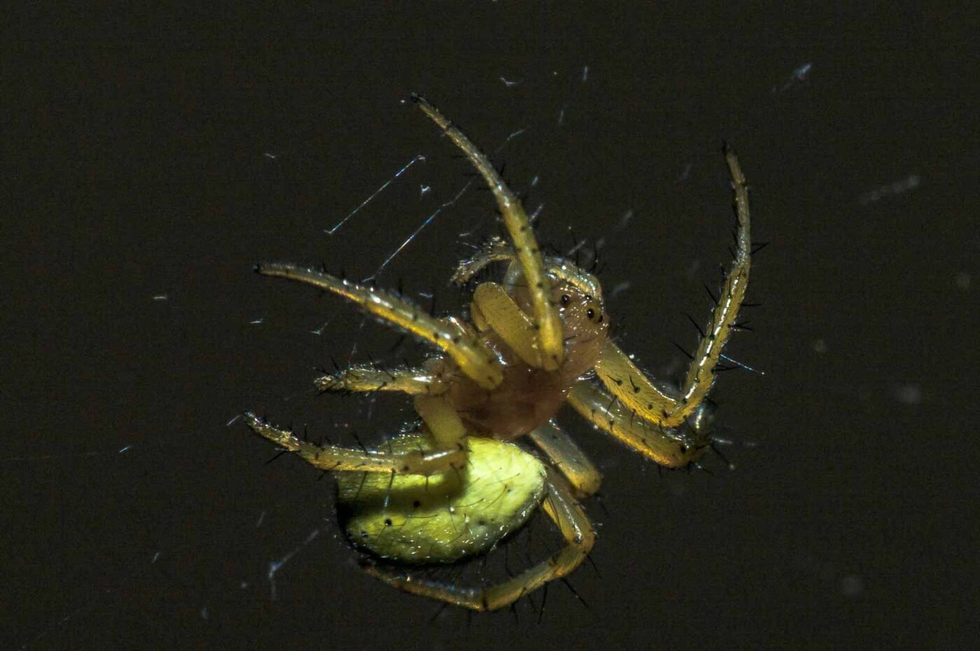 2018-05-04 - NSG Oberes Oelbachtal Bochum