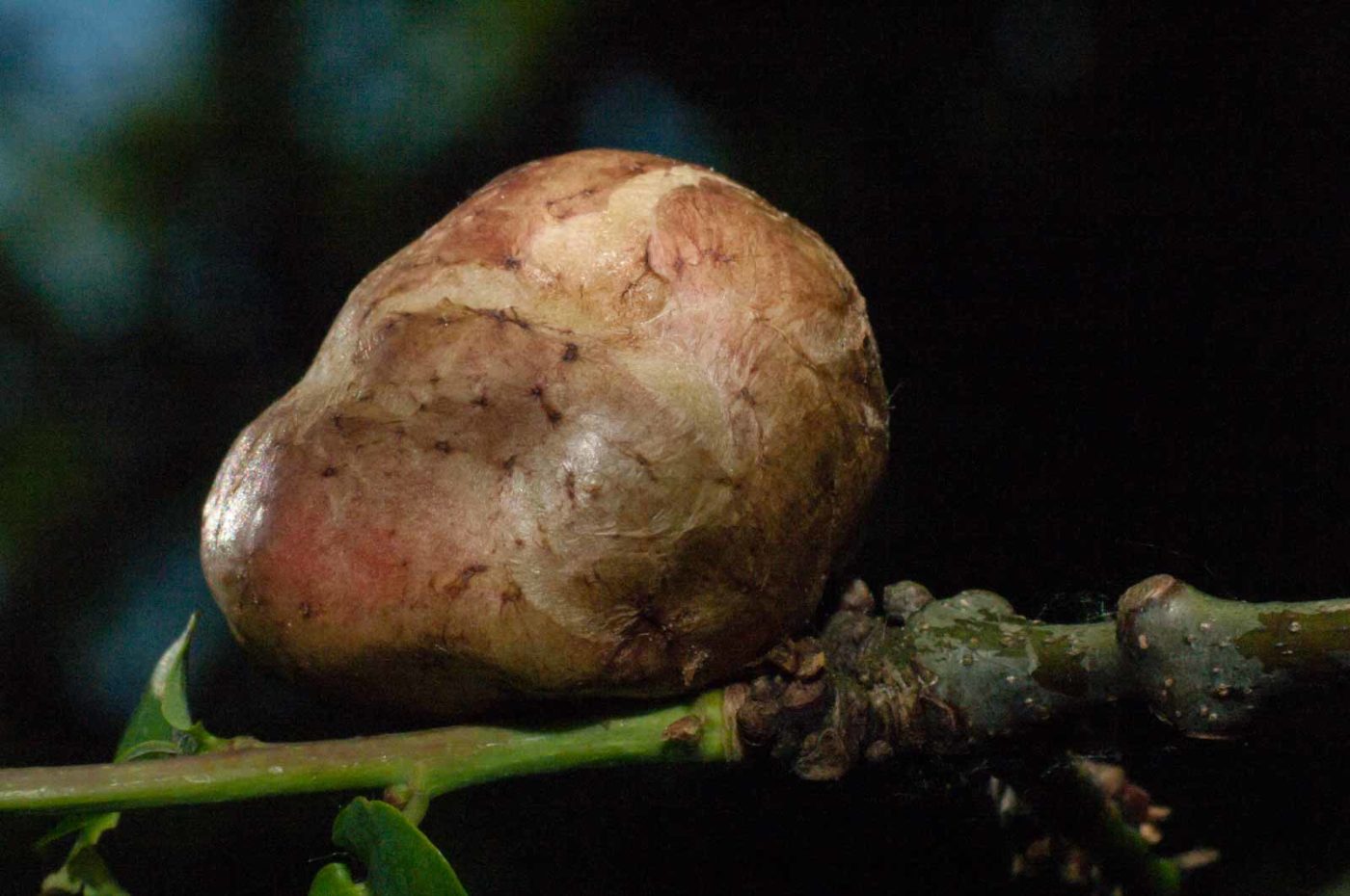 2018-05-04 - NSG Oberes Oelbachtal Bochum