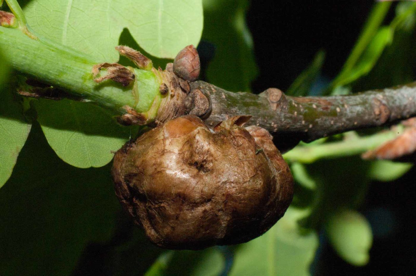 2018-05-04 - NSG Oberes Oelbachtal Bochum