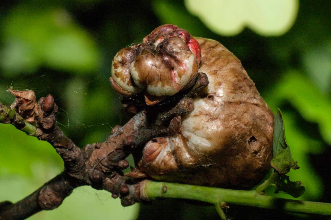 2018-05-04 - NSG Oberes Oelbachtal Bochum