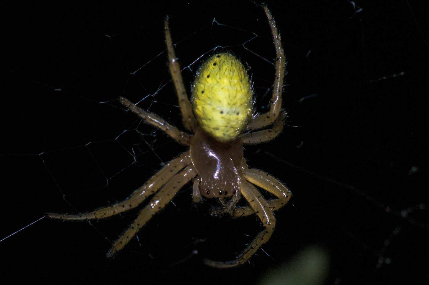 2018-05-04 - NSG Oberes Oelbachtal Bochum