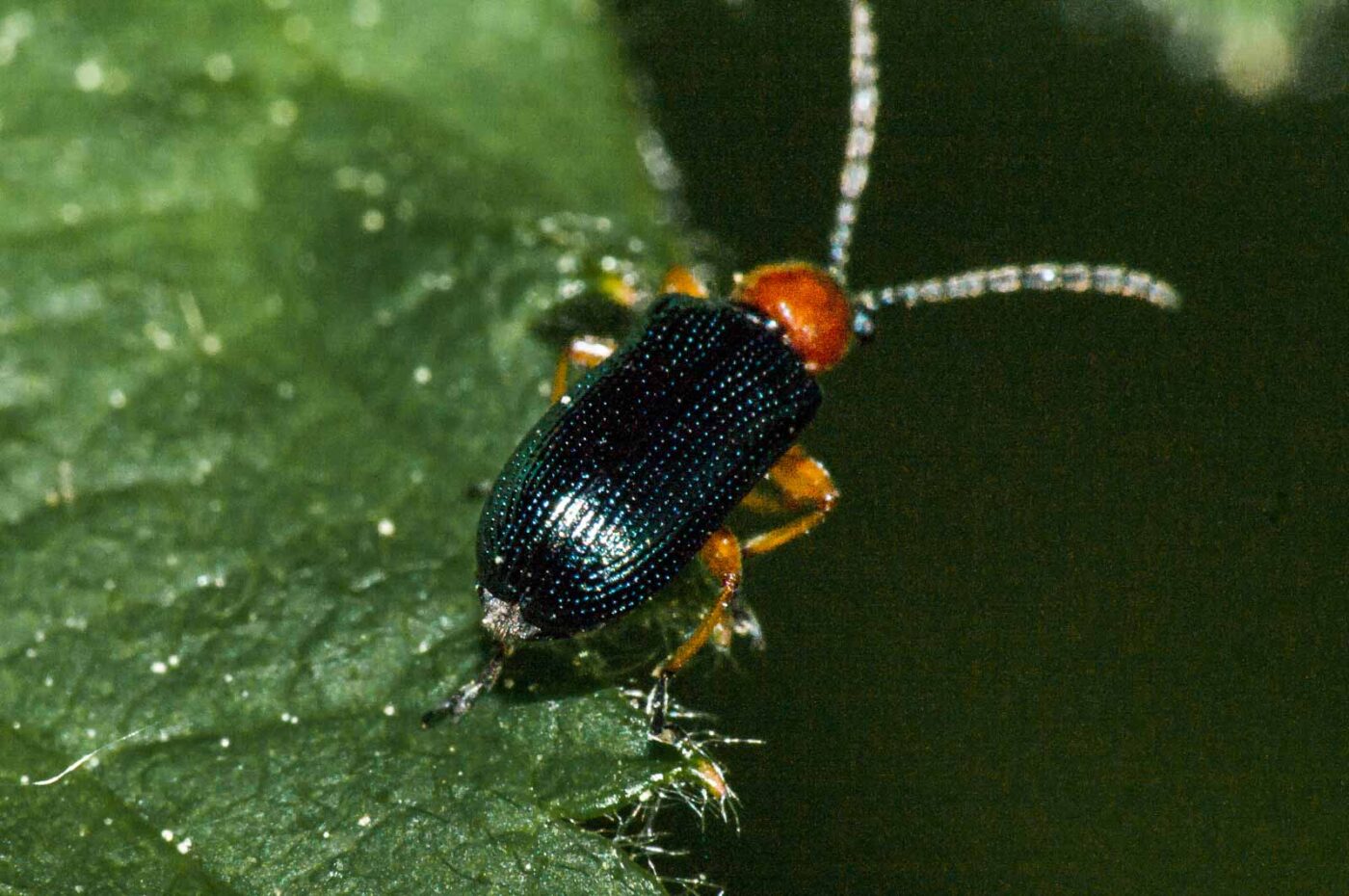 2018-05-04 - NSG Oberes Oelbachtal Bochum