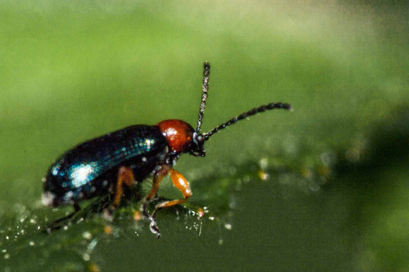 2018-05-04 - NSG Oberes Oelbachtal Bochum