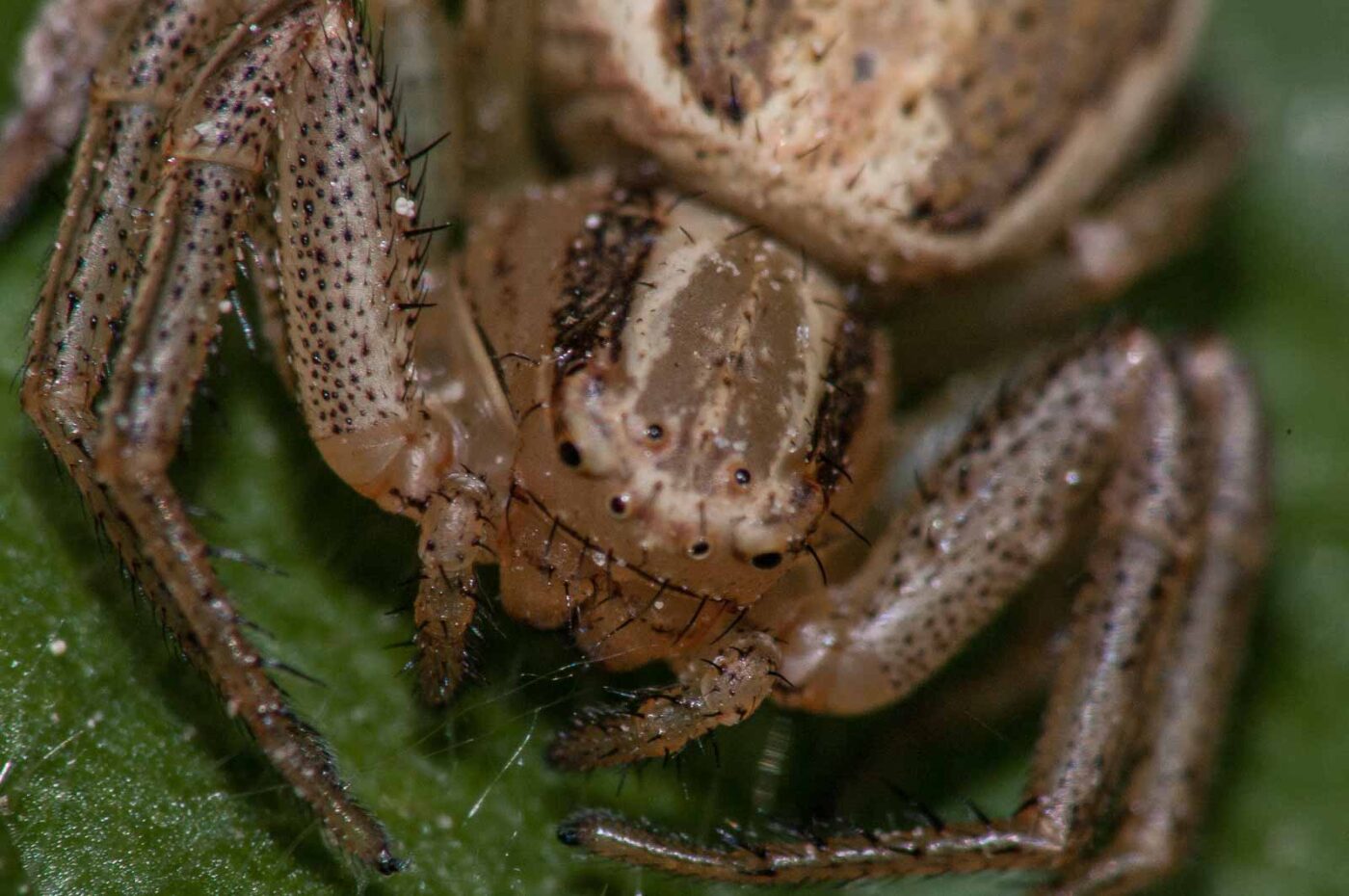 2018-05-04 - NSG Oberes Oelbachtal Bochum