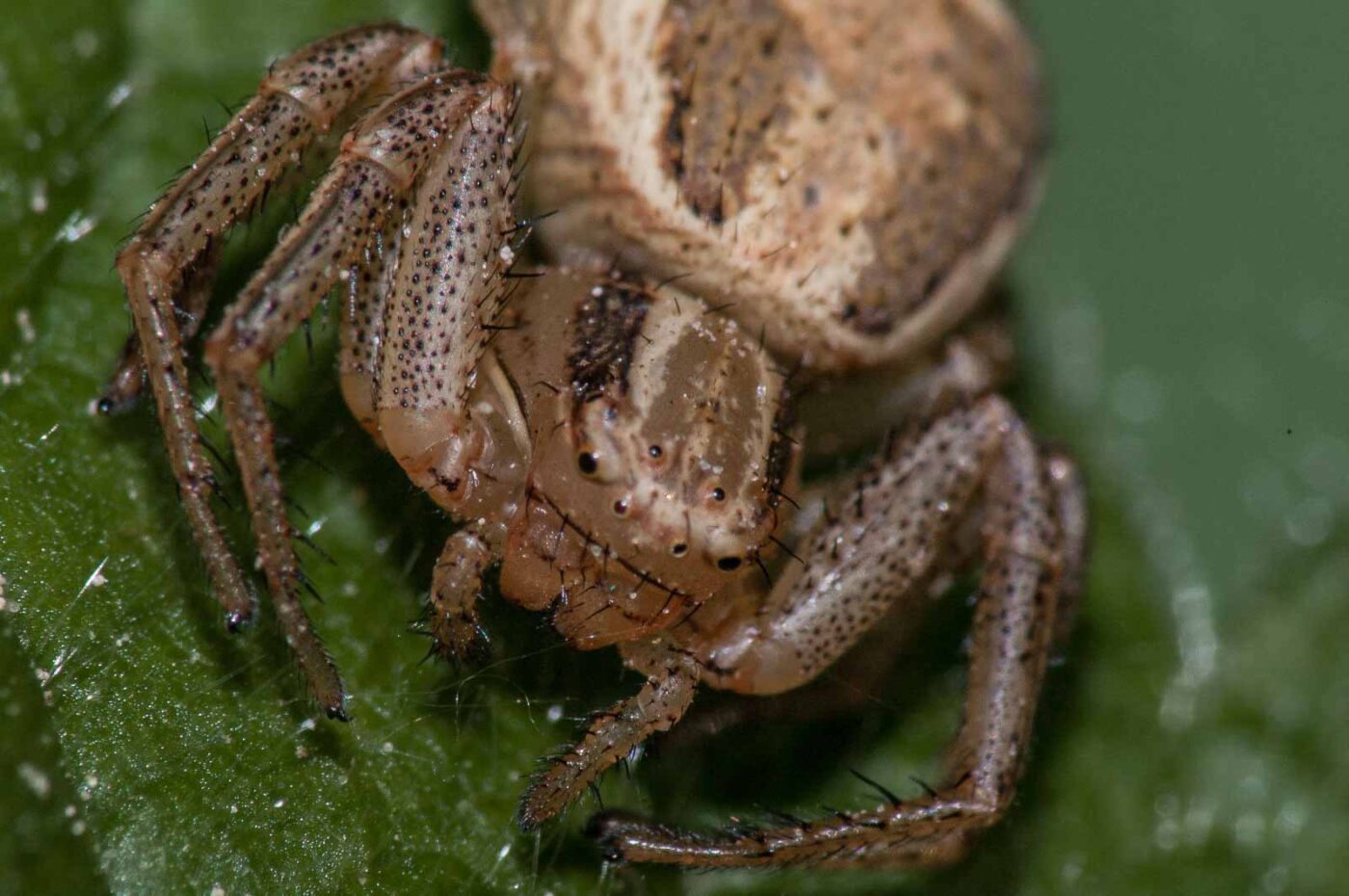 2018-05-04 - NSG Oberes Oelbachtal Bochum