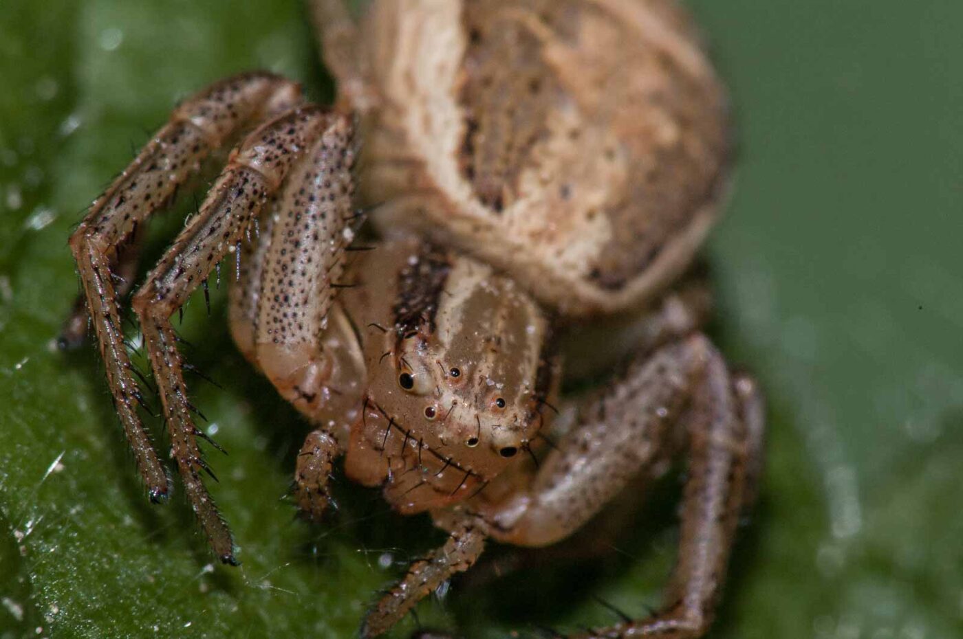 2018-05-04 - NSG Oberes Oelbachtal Bochum