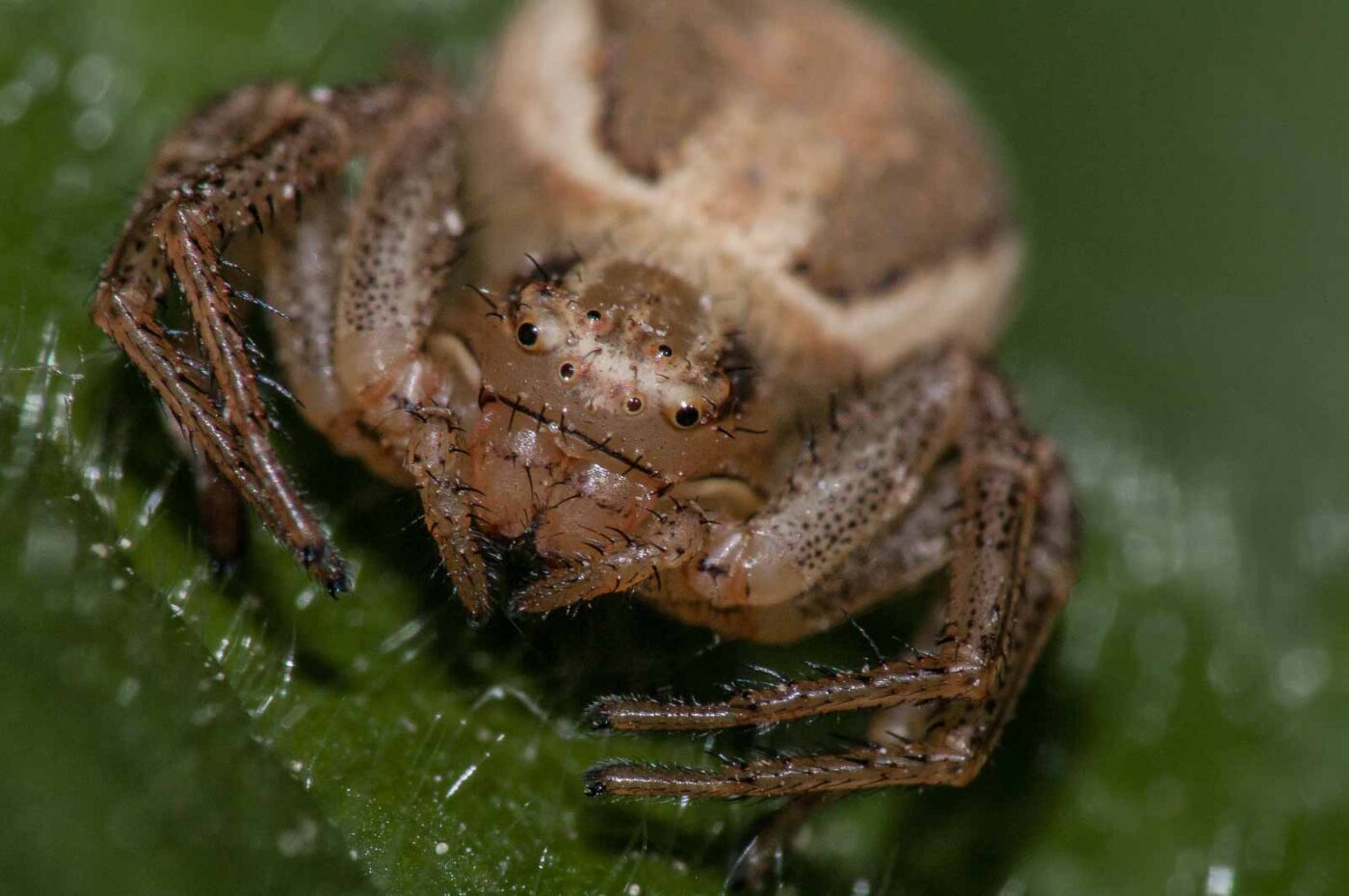 2018-05-04 - NSG Oberes Oelbachtal Bochum