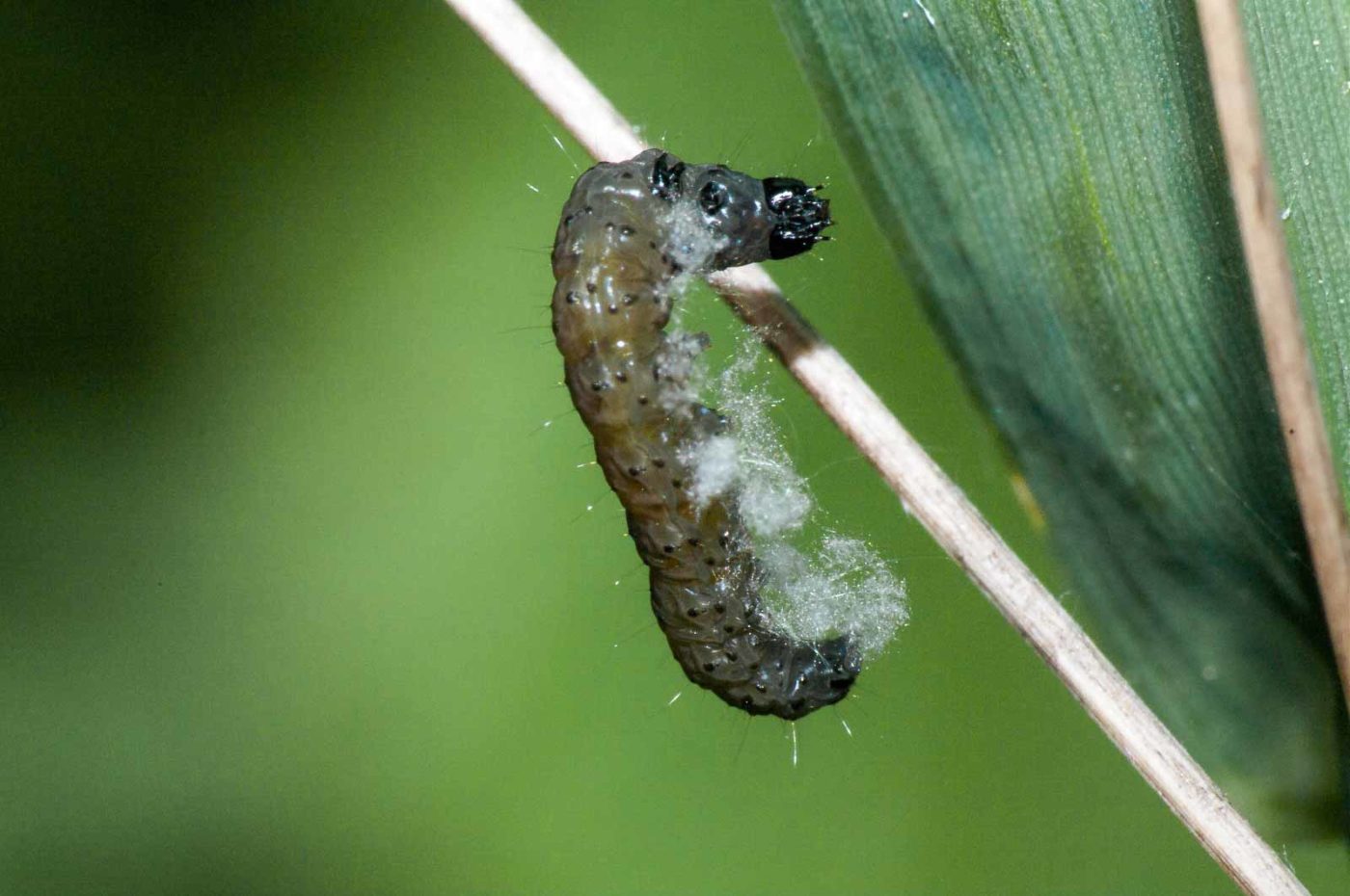 2018-05-04 - NSG Oberes Oelbachtal Bochum